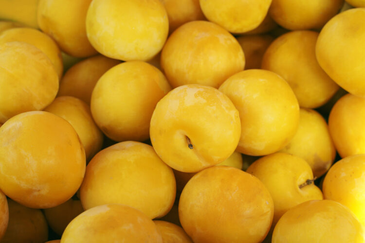 Golden Plum Preserves Recipe